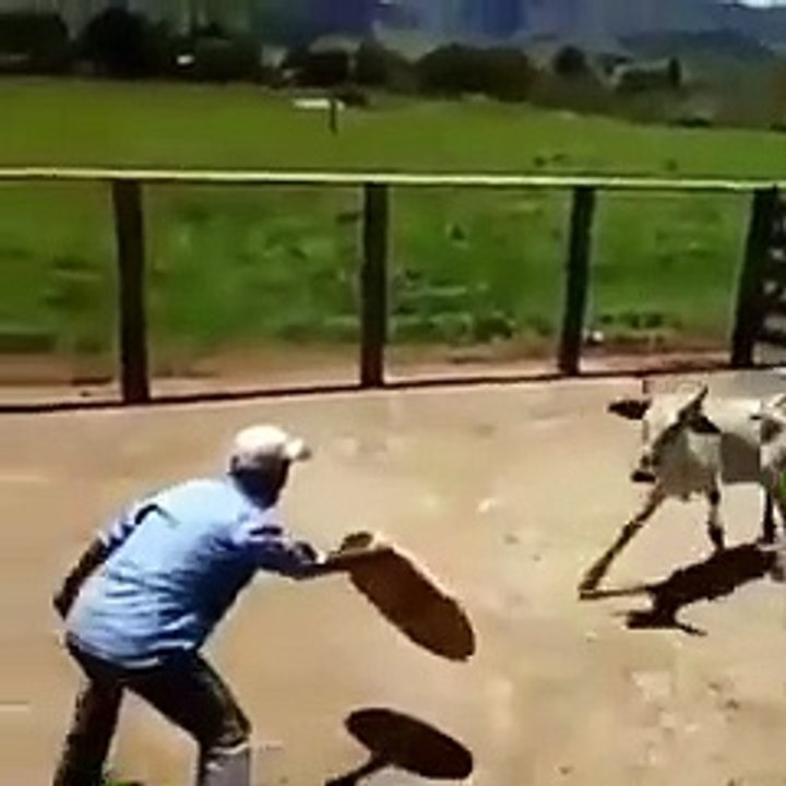 olha o boi!