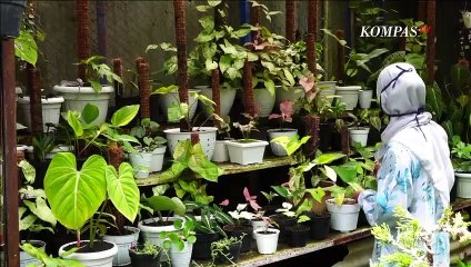 Pesona Bunga Syngonium Daun Warna Berbentuk Hati Berharga Mahal