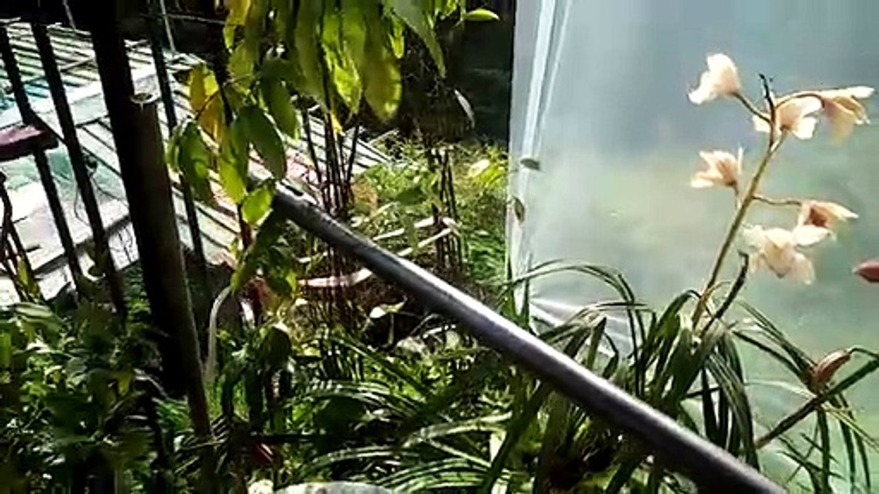 plantita