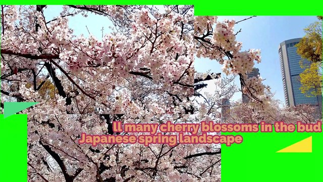 [Sakura video] A row of cherry blossom trees with buds Sakura that have begun to bloom