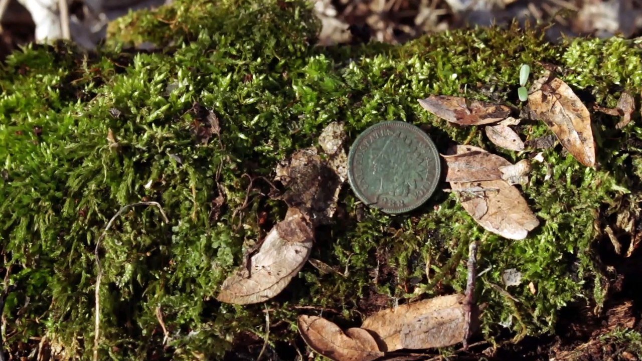 Metal Detecting Genealogy# 17