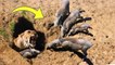 OH MY GOG! Harsh life of Warthog! The God can't help Warthog escape the power of Lions