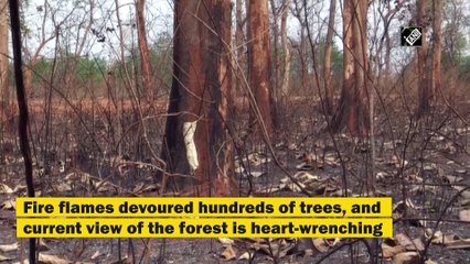 Another forest reserve falls victim to fire in Odisha