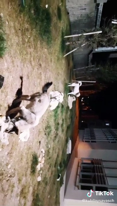 27 02 2021 20 24 köpekler 2