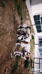 27 02 2021 20 27 (2)  köpekler