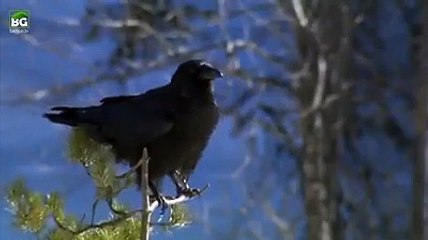 Sansarla kuzgunun yaşam mücadelesi