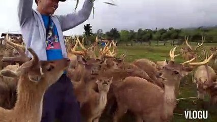 deer farm