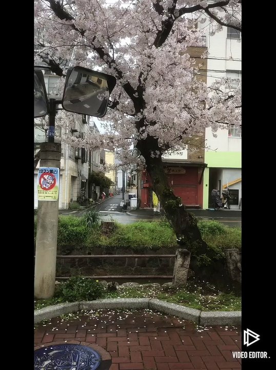 桜の映像！2