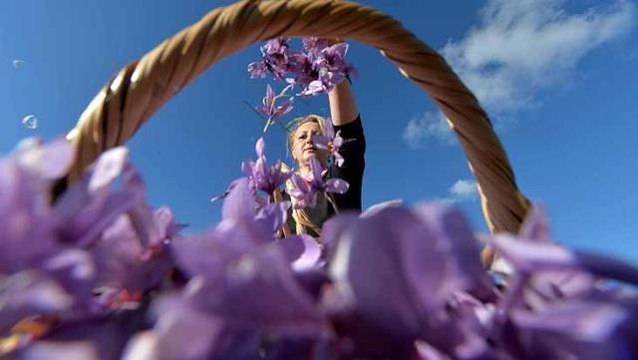 Her derde deva safran, 40 bin liralık kilo fiyatıyla dünyanın en pahalı bitkisi unvanını taşıyor