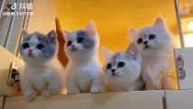 ♥TikTok Pets_ Funny and Cute Pets Compilation #6♥ - Cute Animals