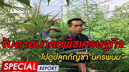จับตาอนาคตพืชเศรษฐกิจไปดูปลูกกัญชา“นครพนม” | SPECIAL REPORT | Dailynews