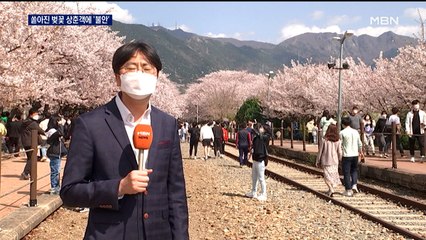 "불안하고 또 불안"…진해 벚꽃 보러 쏟아진 상춘객들