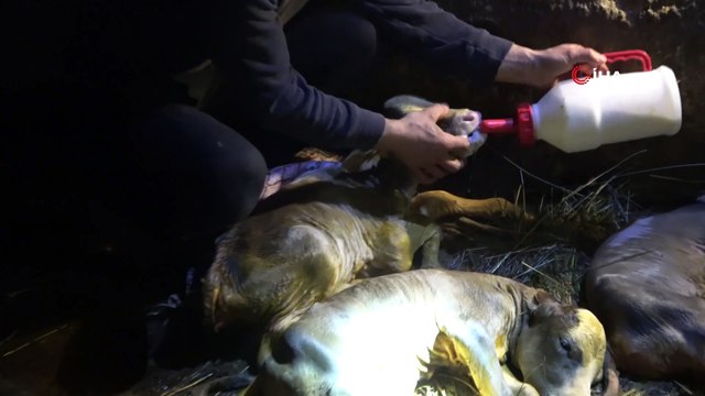 Kesilen inekten, 5 buzağı çıktı... Telef olan 4 buzağının başında hüngür hüngür ağladı