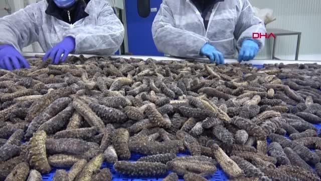 İZMİR Türkler yemiyor, Çinliler ve Koreliler sofralarından eksik etmiyor