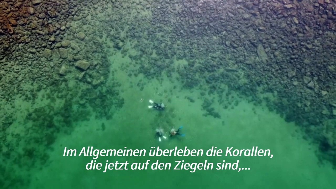 Korallenriffe retten mit dem 3D-Drucker