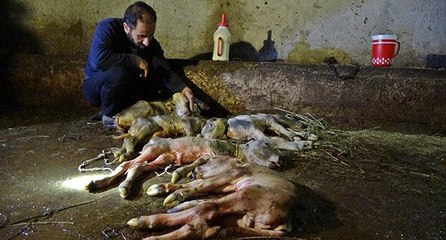Kesilen inekten, 5 buzağı çıktı