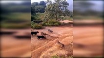 Beş vahşi köpek kral kobraya böyle saldırdı!