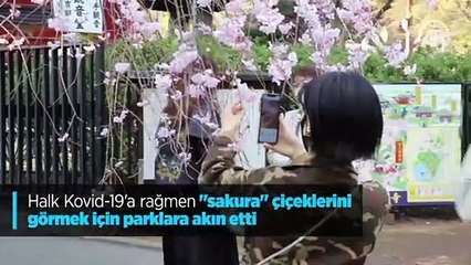 Halk Kovid-19'a rağmen "sakura" çiçeklerini görmek için parklara akın etti