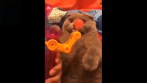 Cute And Funny Pets _ Try Not To Laugh To These Pets Compilation #11 Cutest Lands