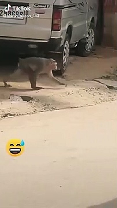 Super funny animal video that very funny