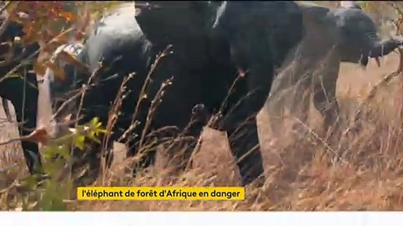 ​Afrique : l'éléphant de forêt menacé d'extinction