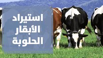 توجهات لدى وزارة الزراعة للسماح باستيراد الأبقار الحلوبة، فماذا يقول القطاع؟