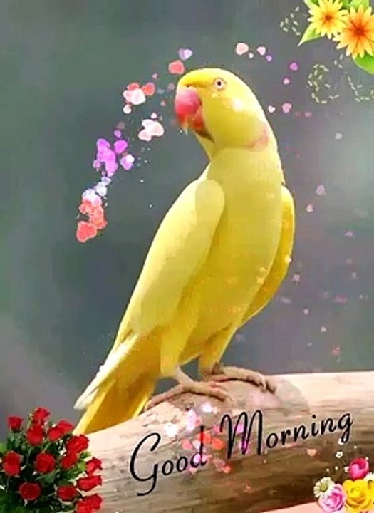 animalas chirping