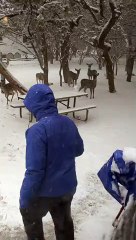 Feeding Wild Deer During Rare Texas Snowstorm