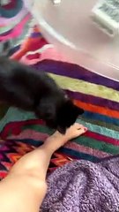 Kitty Playing Fetch Slides Face First Into Wall