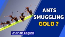 Ants steal gold jewellery, video goes viral | Oneindia News