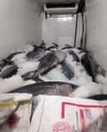 Beylikdüzü'nde avlanması özel izne tabi olan 2,5 ton orkinos balığına ele konuldu
