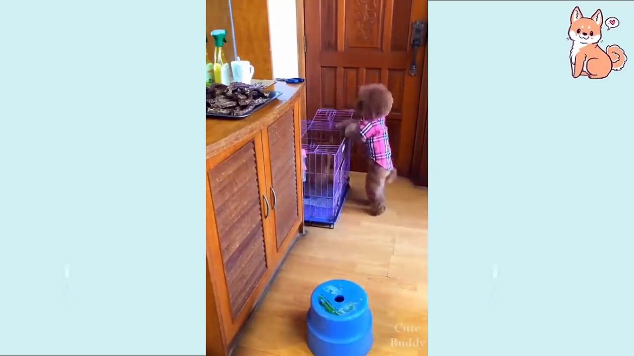 Cute Puppies  Cute Funny and Smart Dogs Compila...