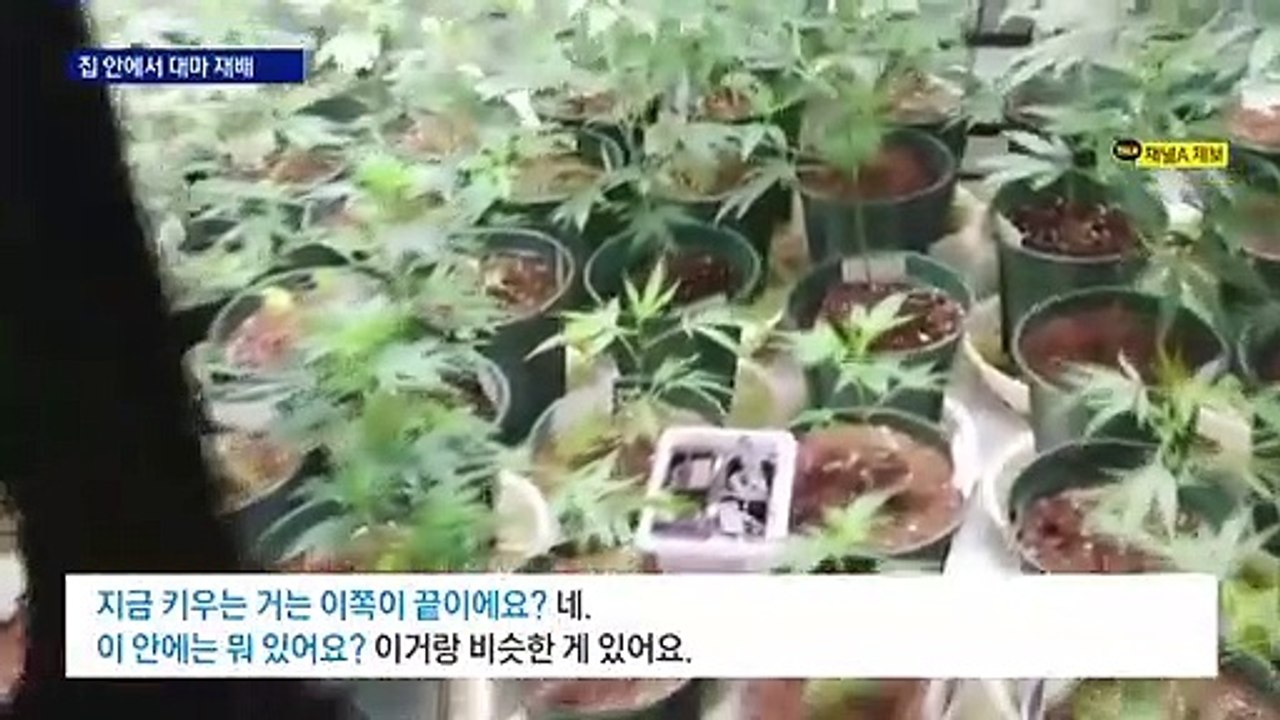 집 안에서 버젓이 대마 재배…경찰, 집중 단속 나서