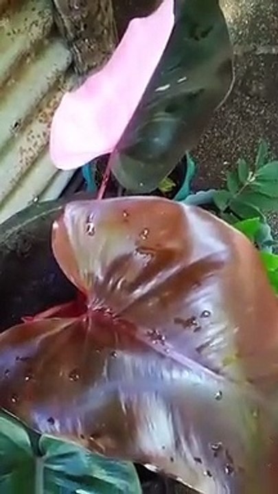 Pink Princess Philodendron. 