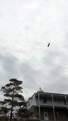 Urubus à Châteauguay