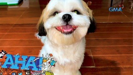 AHA!: Meet the animals of TikTok!