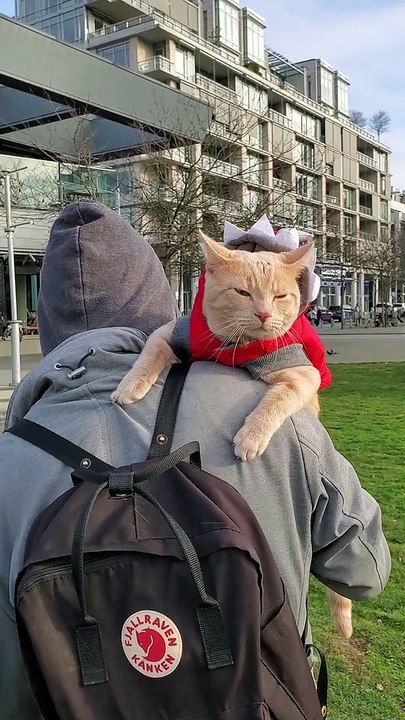 Kitten Gets Comfortable While Being Carried on a Walk