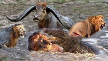 Powerful Wild Animals Fight Buffalo vs Lion, Crocodile vs Leopard - Hyena, Tiger, Wild Dog