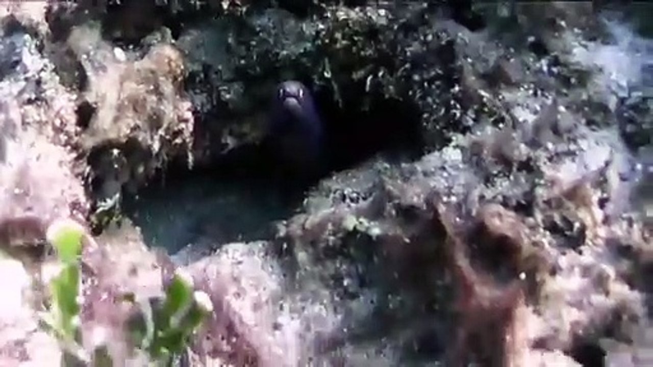 DIVE#13