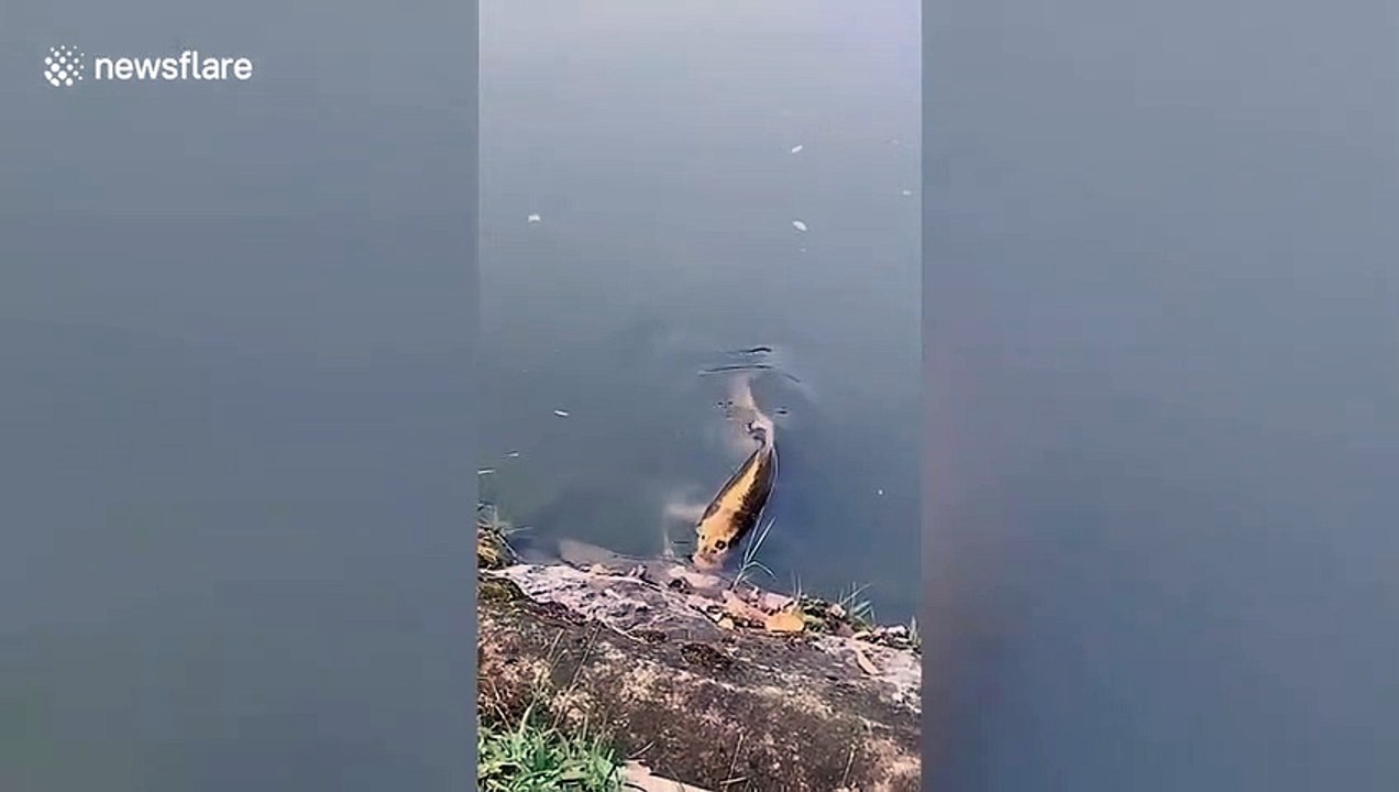 Poisson avec un "visage humain"