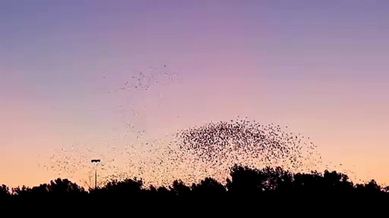 Les nuées d'étourneaux