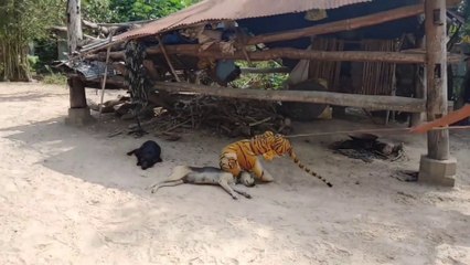 Wow_Nice!!!_Fake_Tiger_Prank_Dog_Run_So_Funny_Video_Pranks_2021(1080p)
