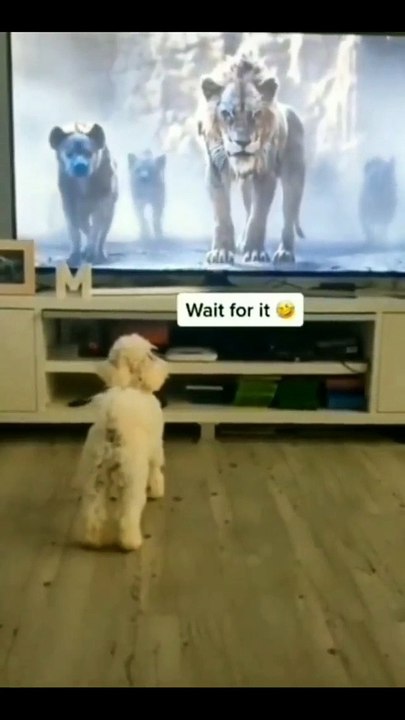 Puppy got fear