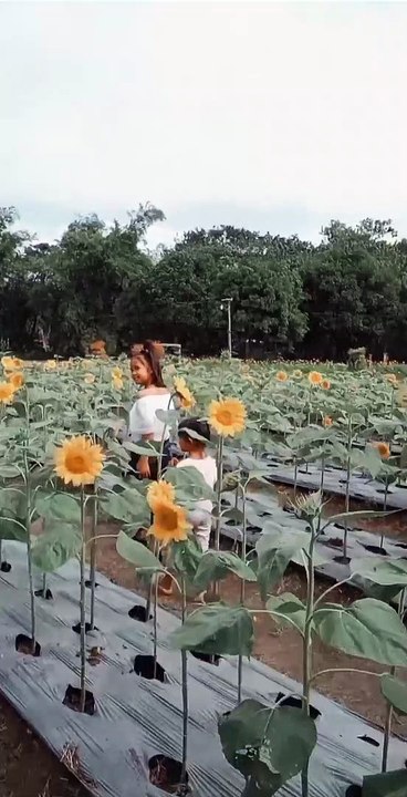 Sunflower Farm