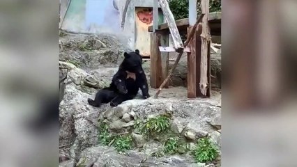 Este oso debió tomar clases de kung-fu