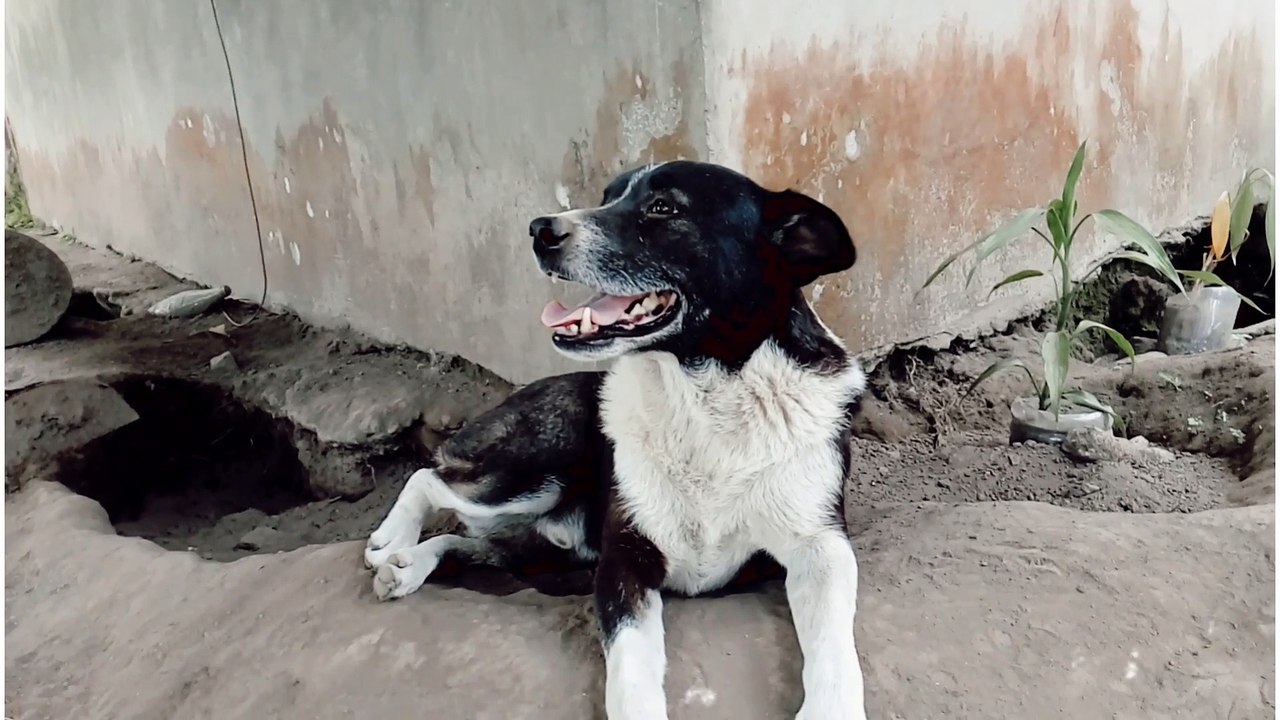Doggie 
