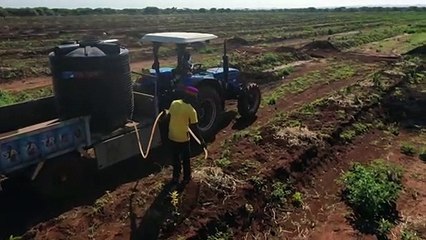 الفيلة في كينيا مهددة هذه المرة بسبب...الطلب على الأفوكادو