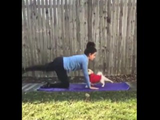 Funny Dog Videos ♥ Cute Dogs Loving And Playing Compilation 2021 Rumble