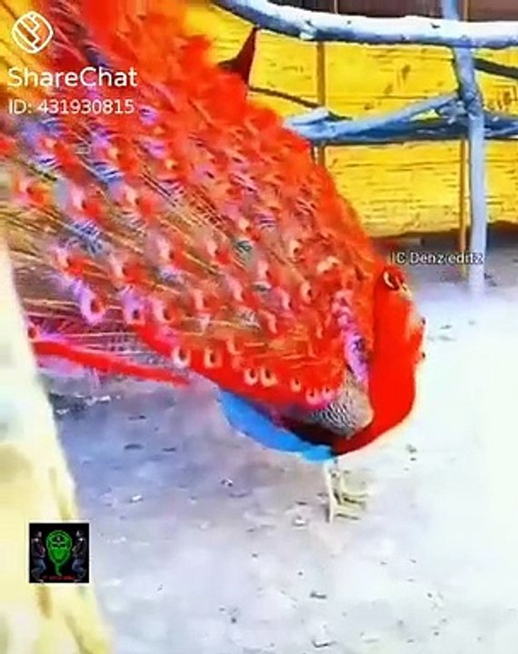Beautiful Peacock