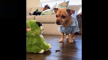 ❤️Cute And Funny Pets _ Try Not To Laugh To These Pets  # Cutest Lands❤️